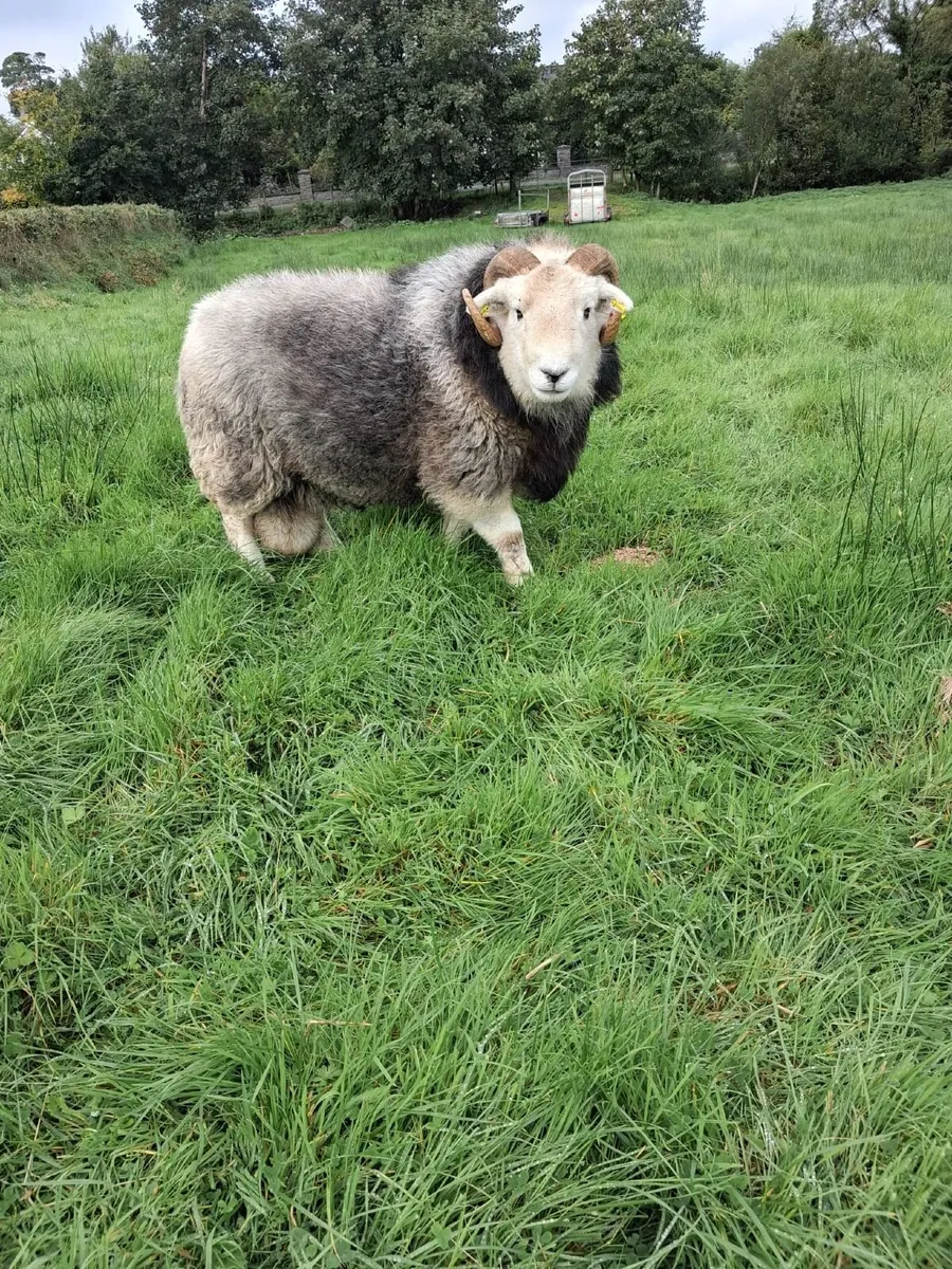 Herdwick Ram - Image 4