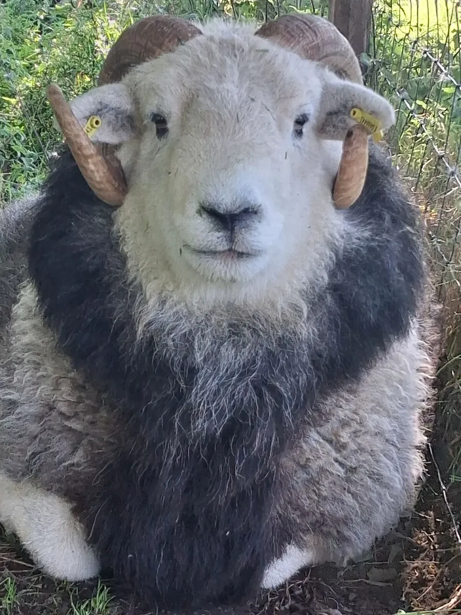 Herdwick Ram - Image 1