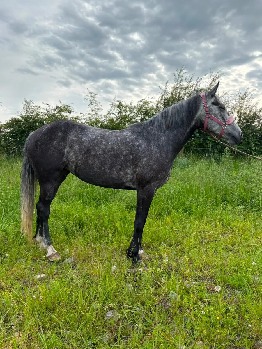 Pony - Image 1
