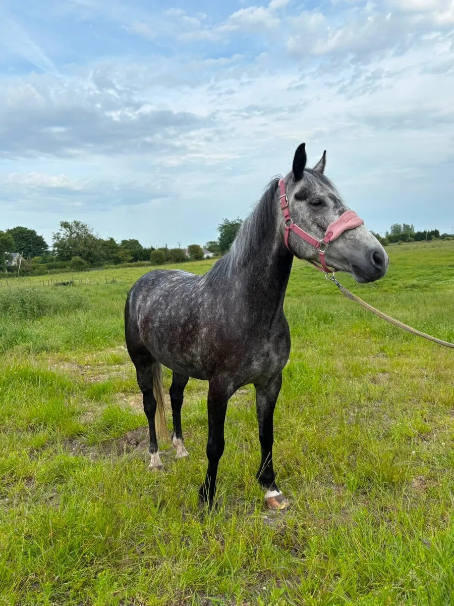 Pony - Image 2