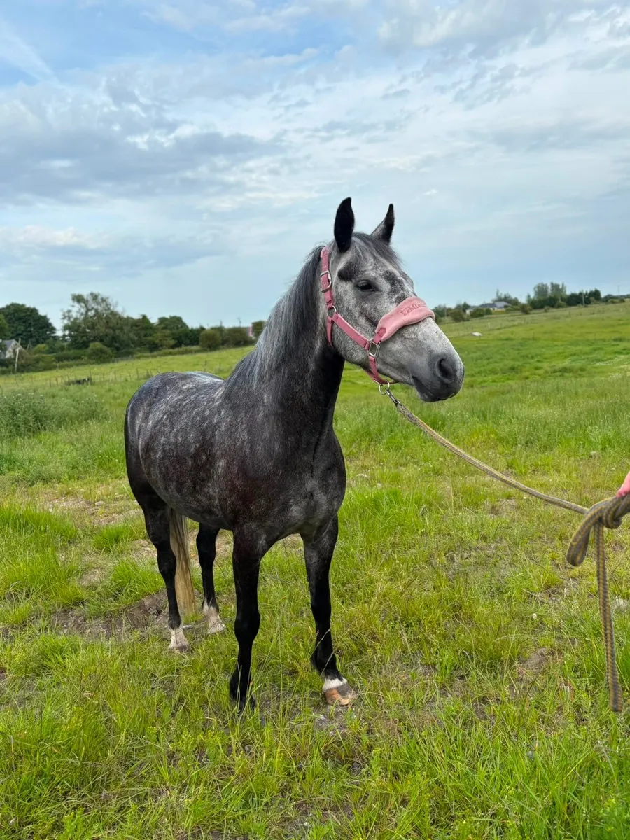 Pony - Image 3
