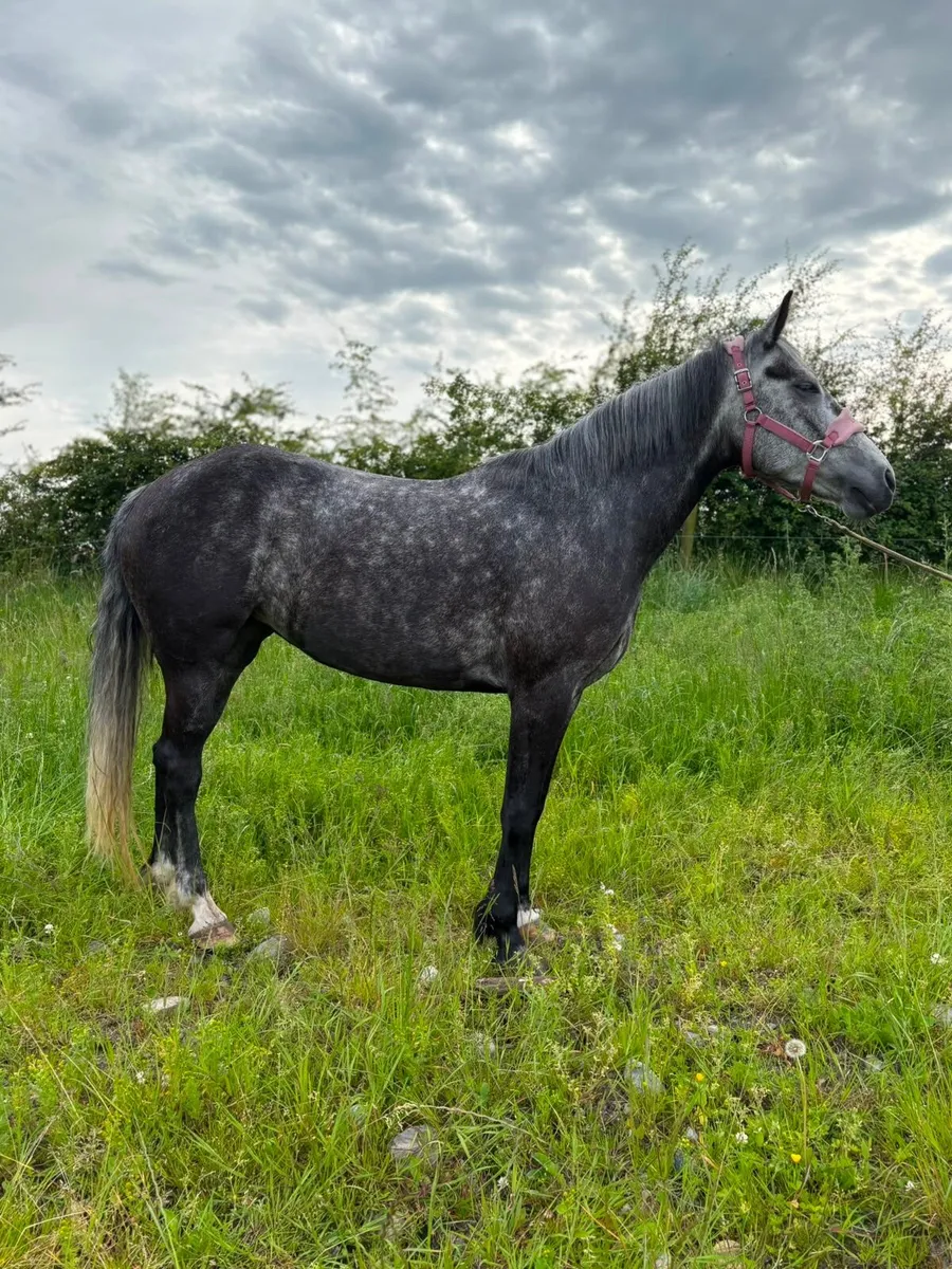 Pony - Image 4