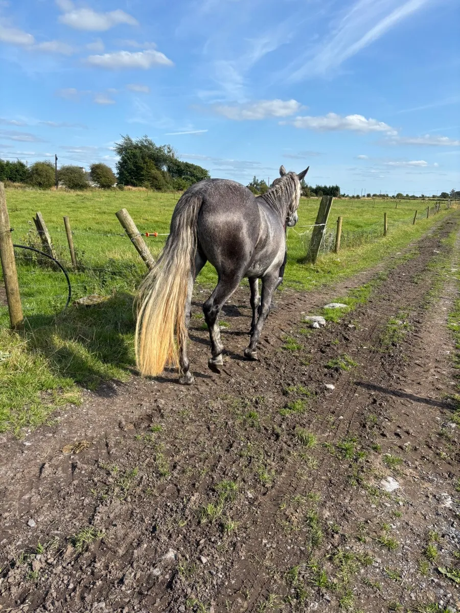 Connemara pony - Image 1