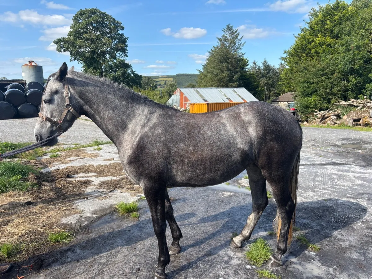 Connemara pony - Image 2