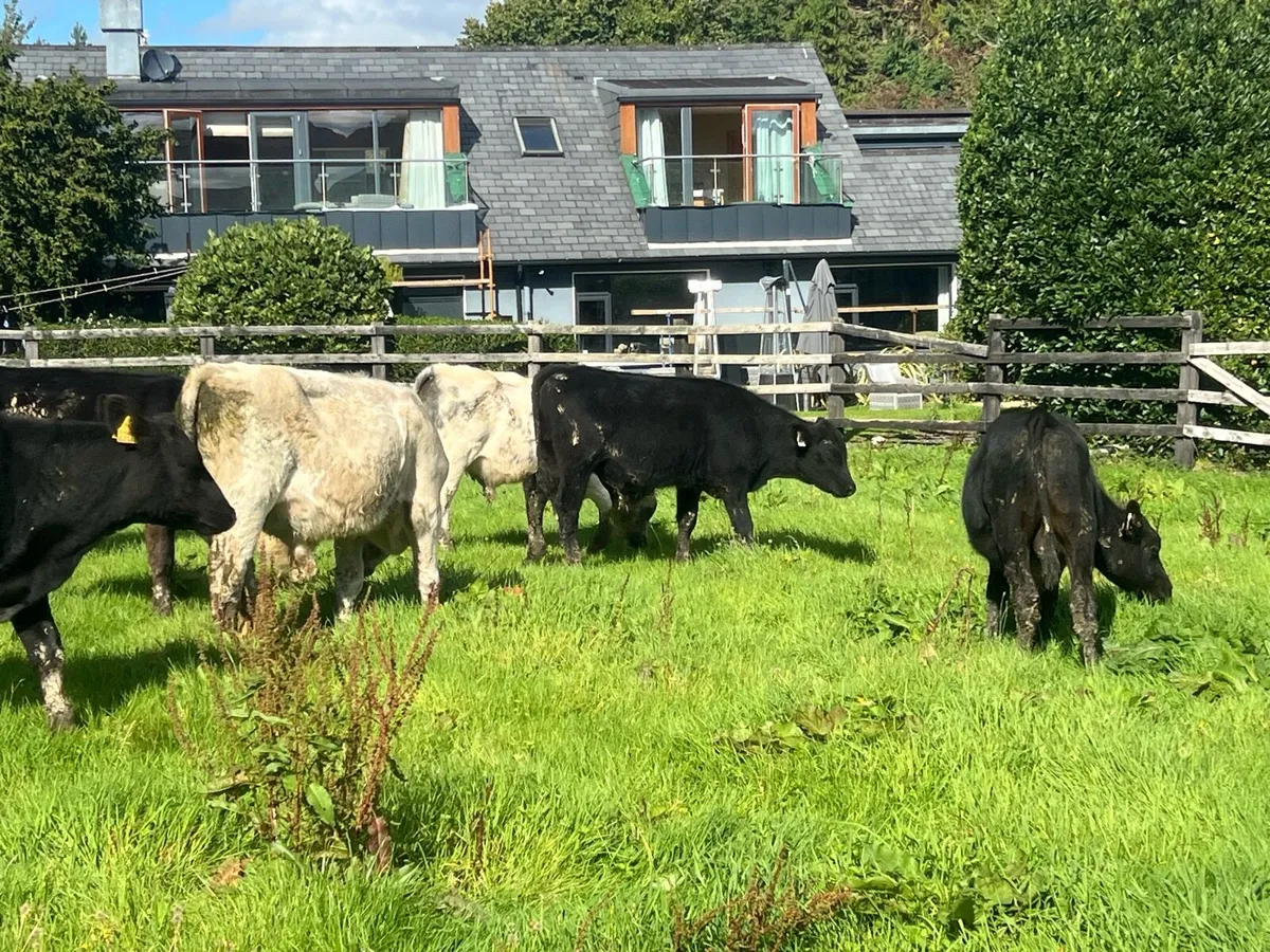 BULL WEANLINGS - Image 2