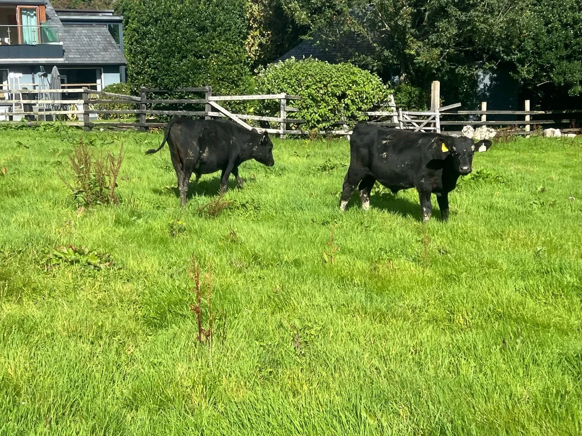 BULL WEANLINGS - Image 3