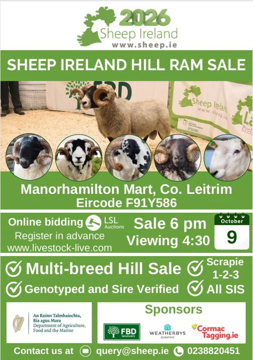 Multibreed Hill Ram Sale