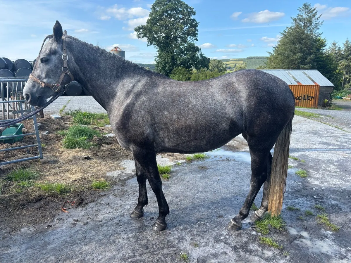 Connemara pony - Image 3