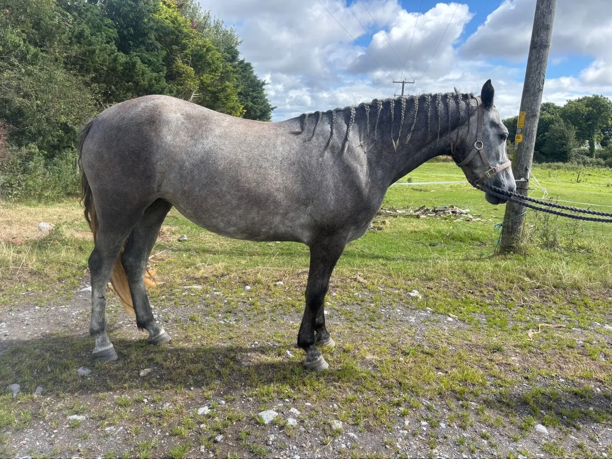 Connemara pony - Image 4