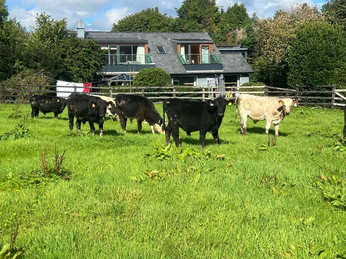 BULL WEANLINGS - Image 4