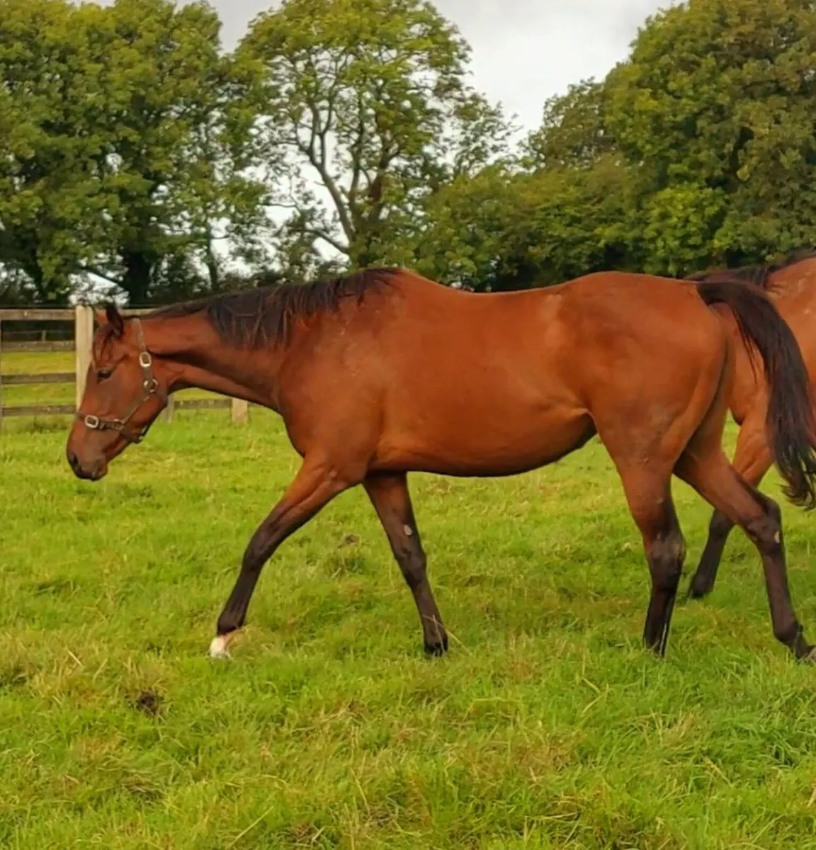 3yo National Hunt filly - Image 3