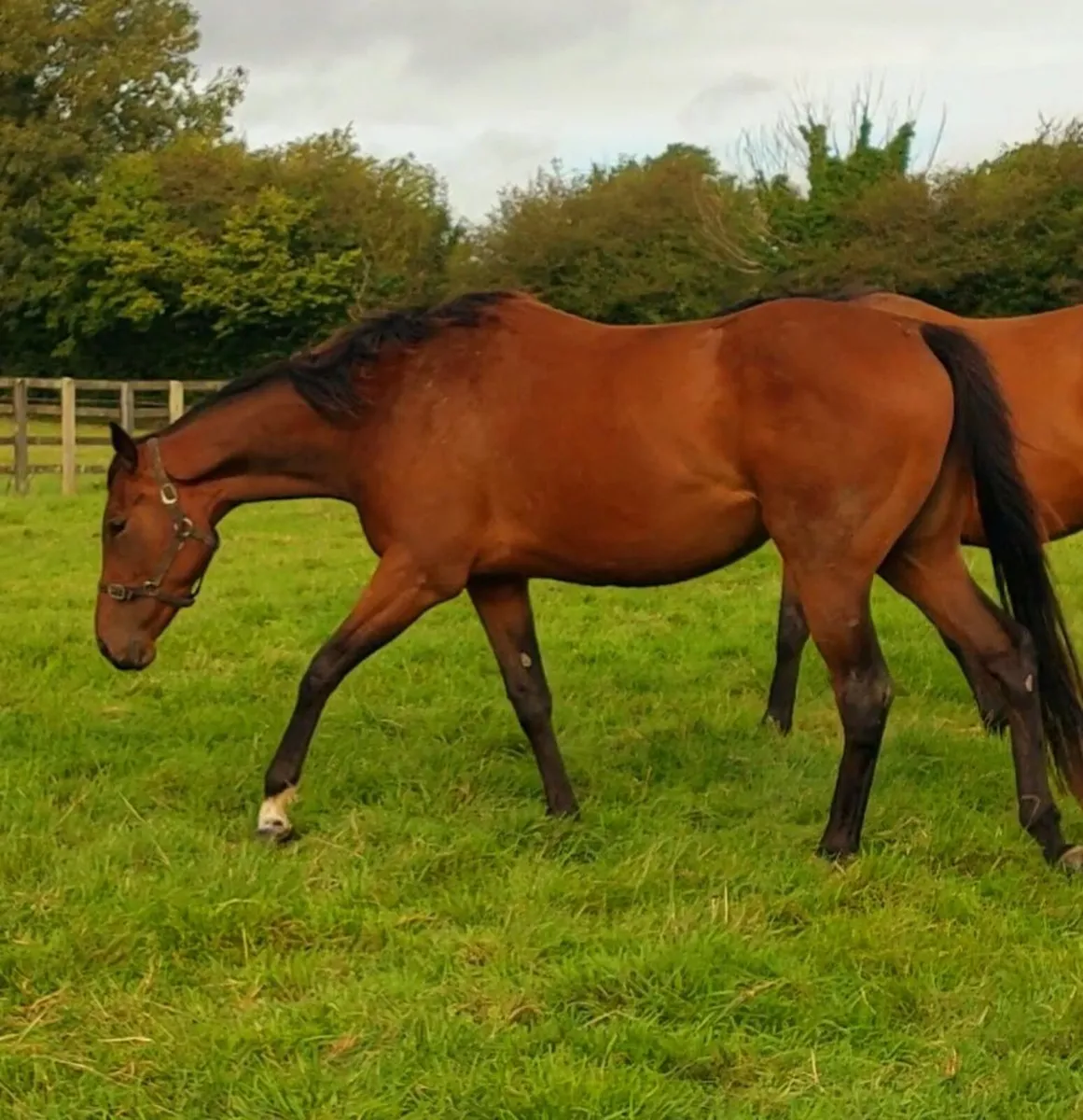 3yo National Hunt filly - Image 4