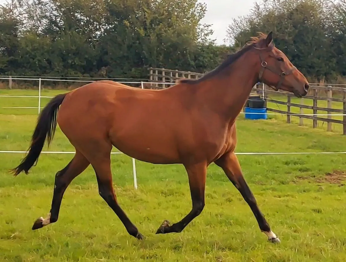 3yo National Hunt filly - Image 1