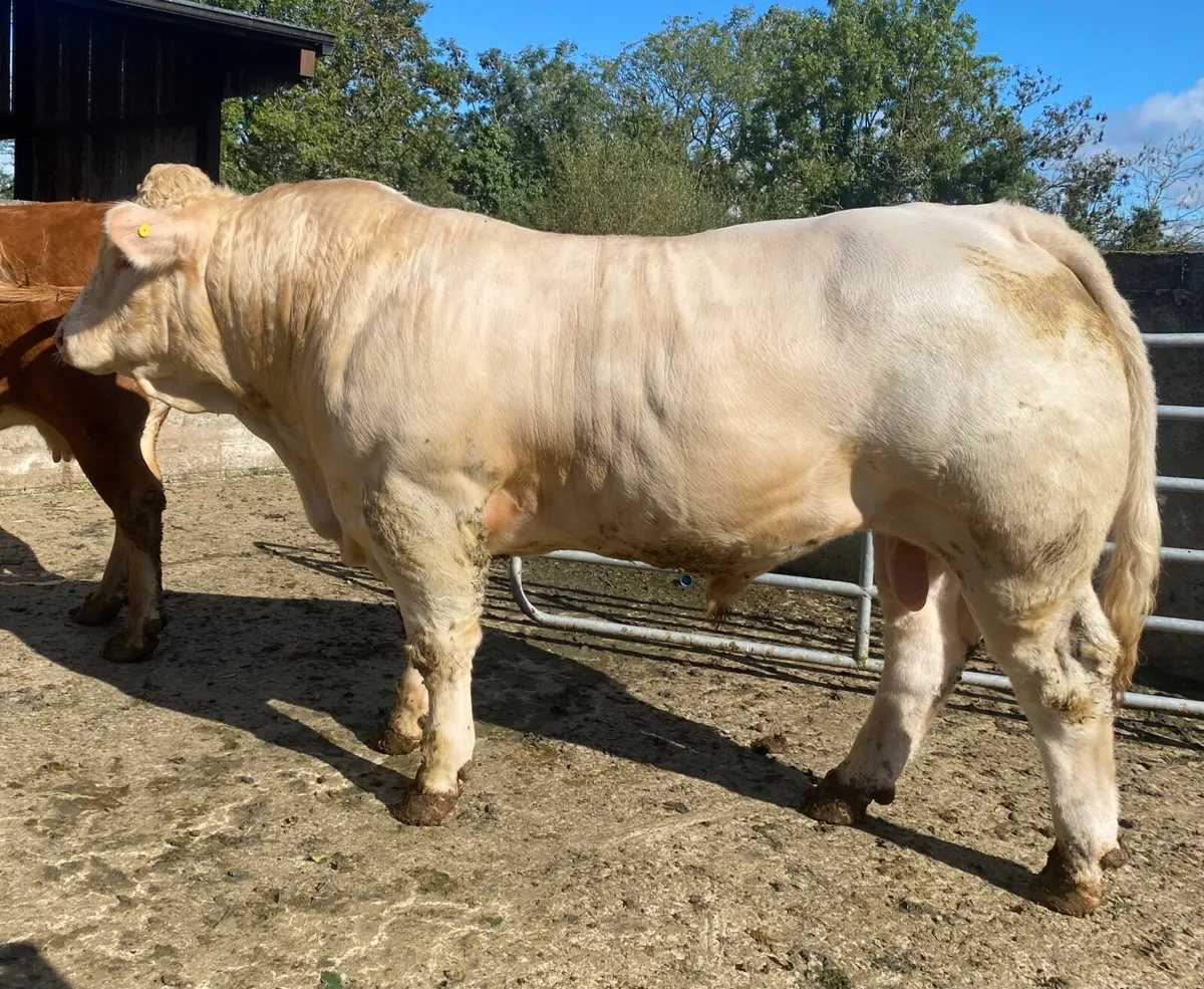 Charolais bull - Image 3