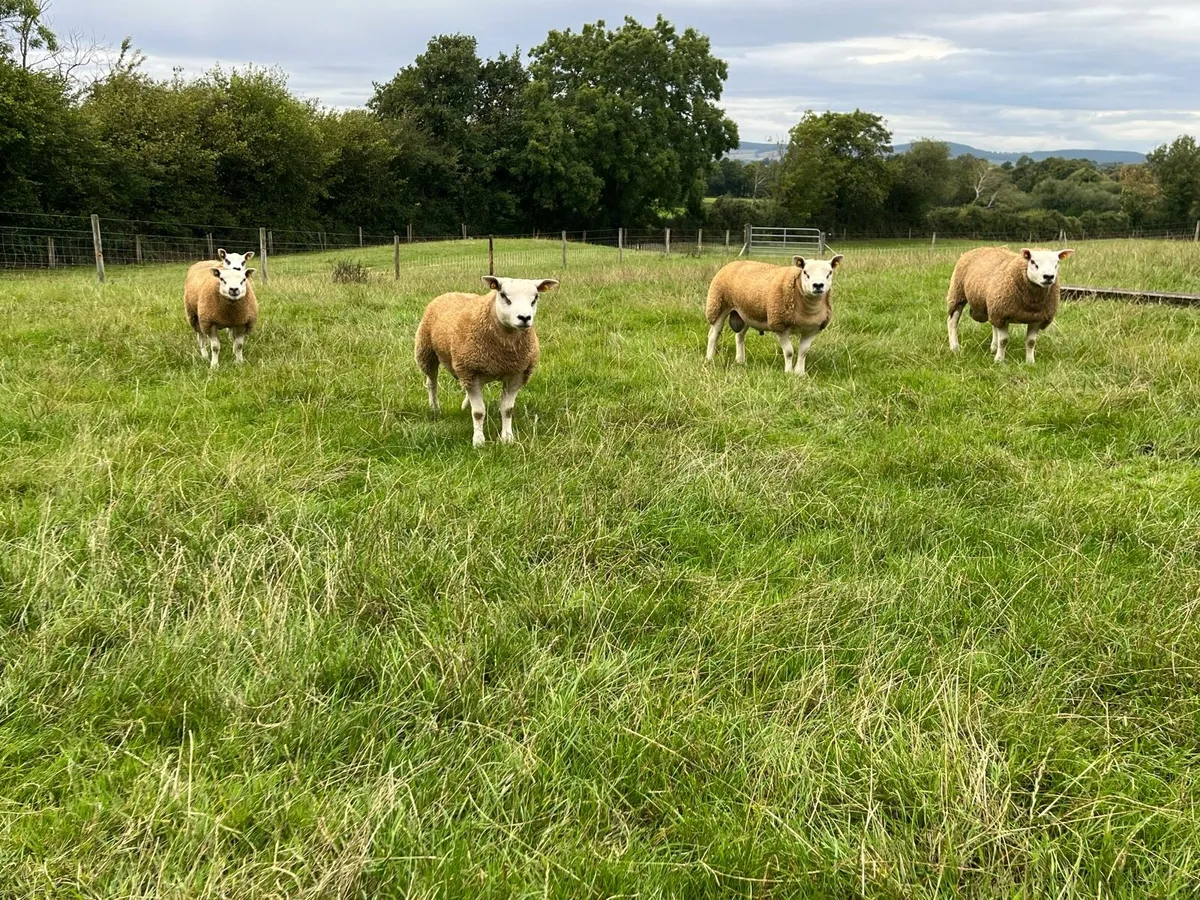 Texel Ram lambs