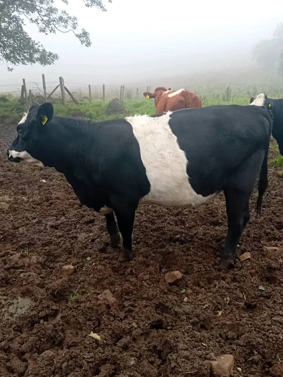 In calf heifers - Image 2