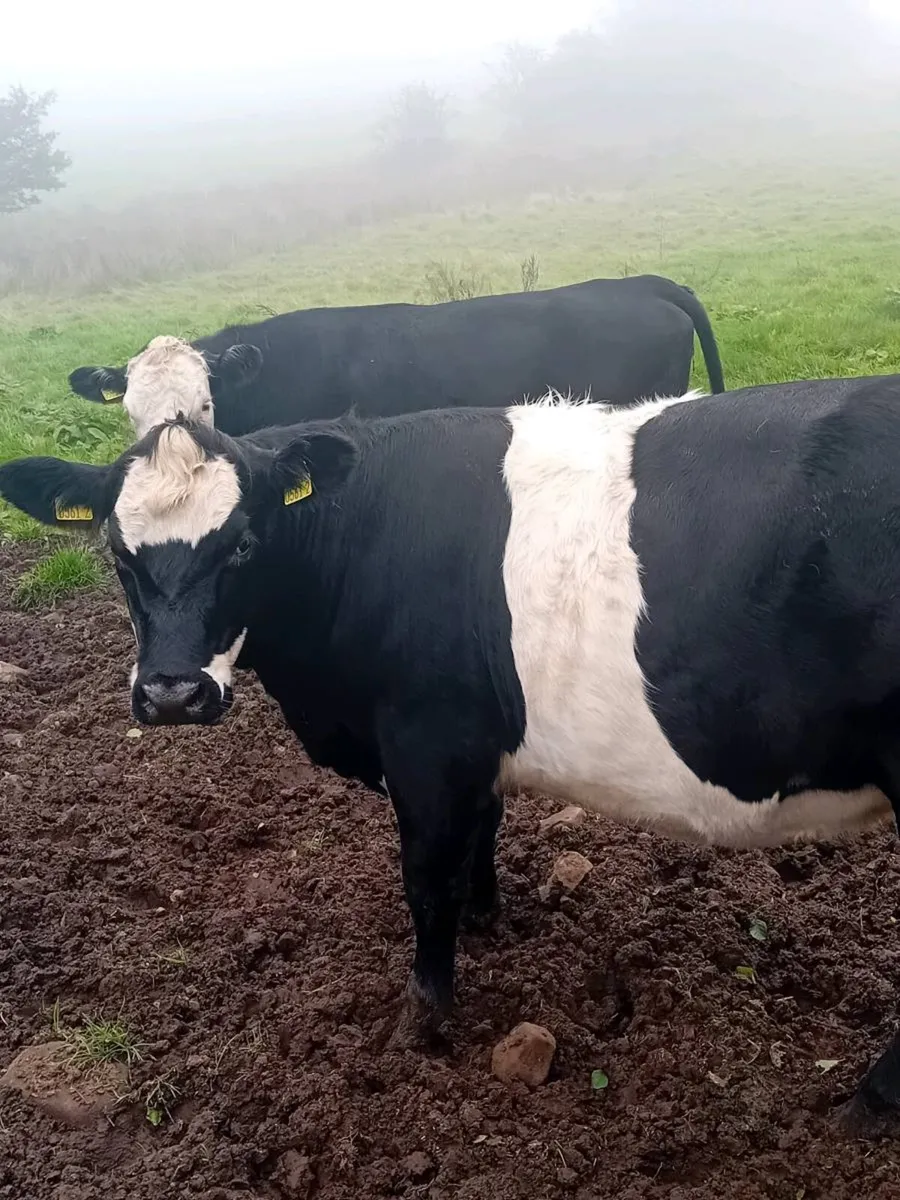 In calf heifers - Image 3