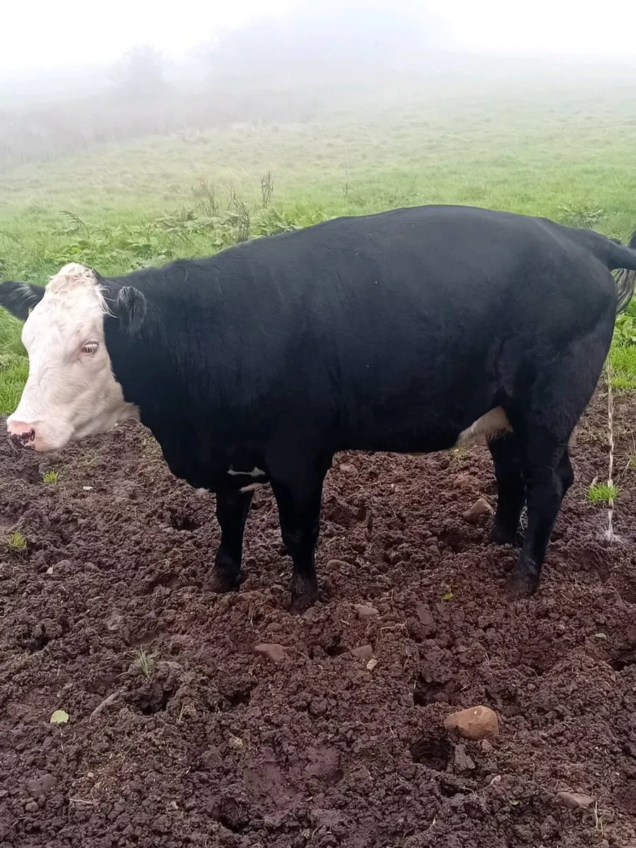 In calf heifers - Image 4