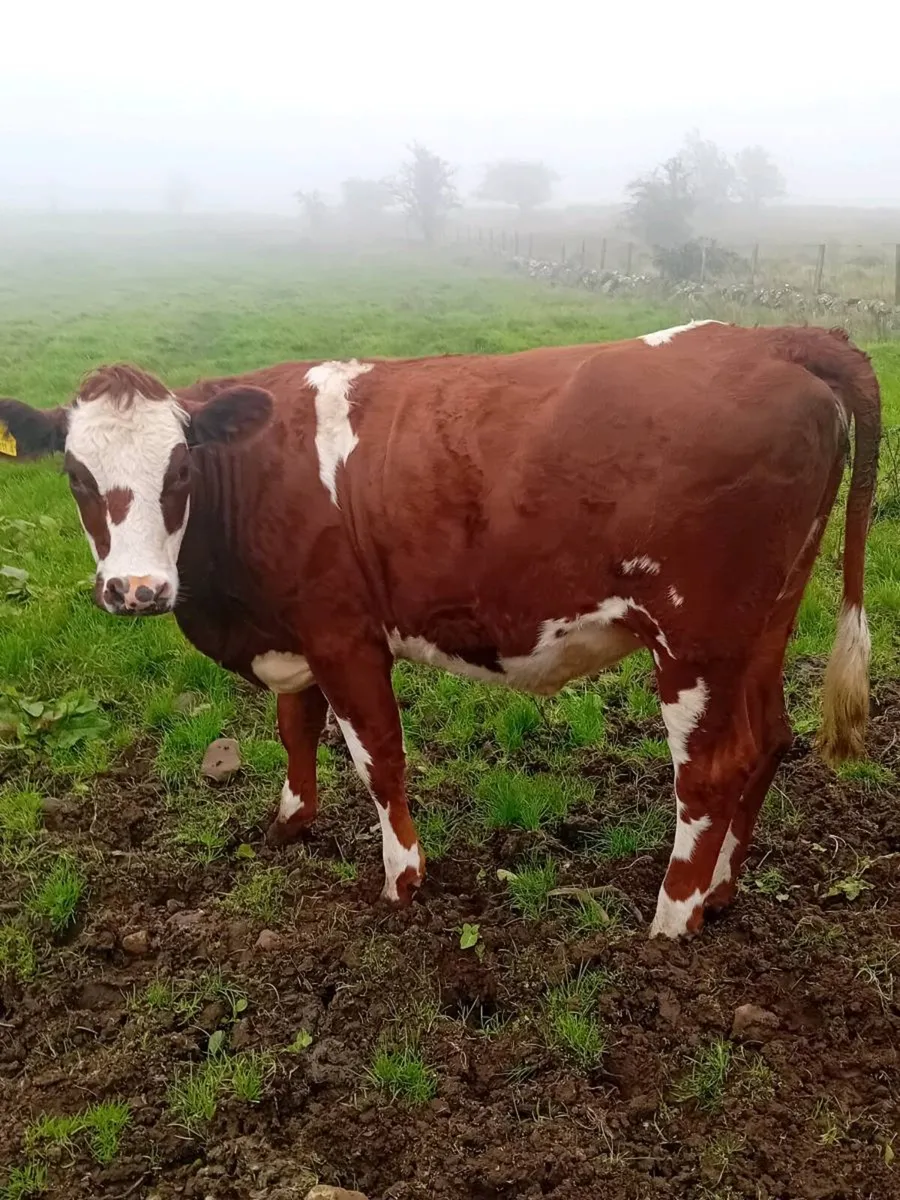 In calf heifers - Image 1