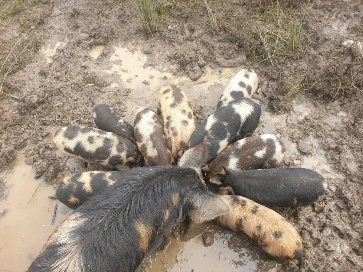 Kunekune piglets - Image 3