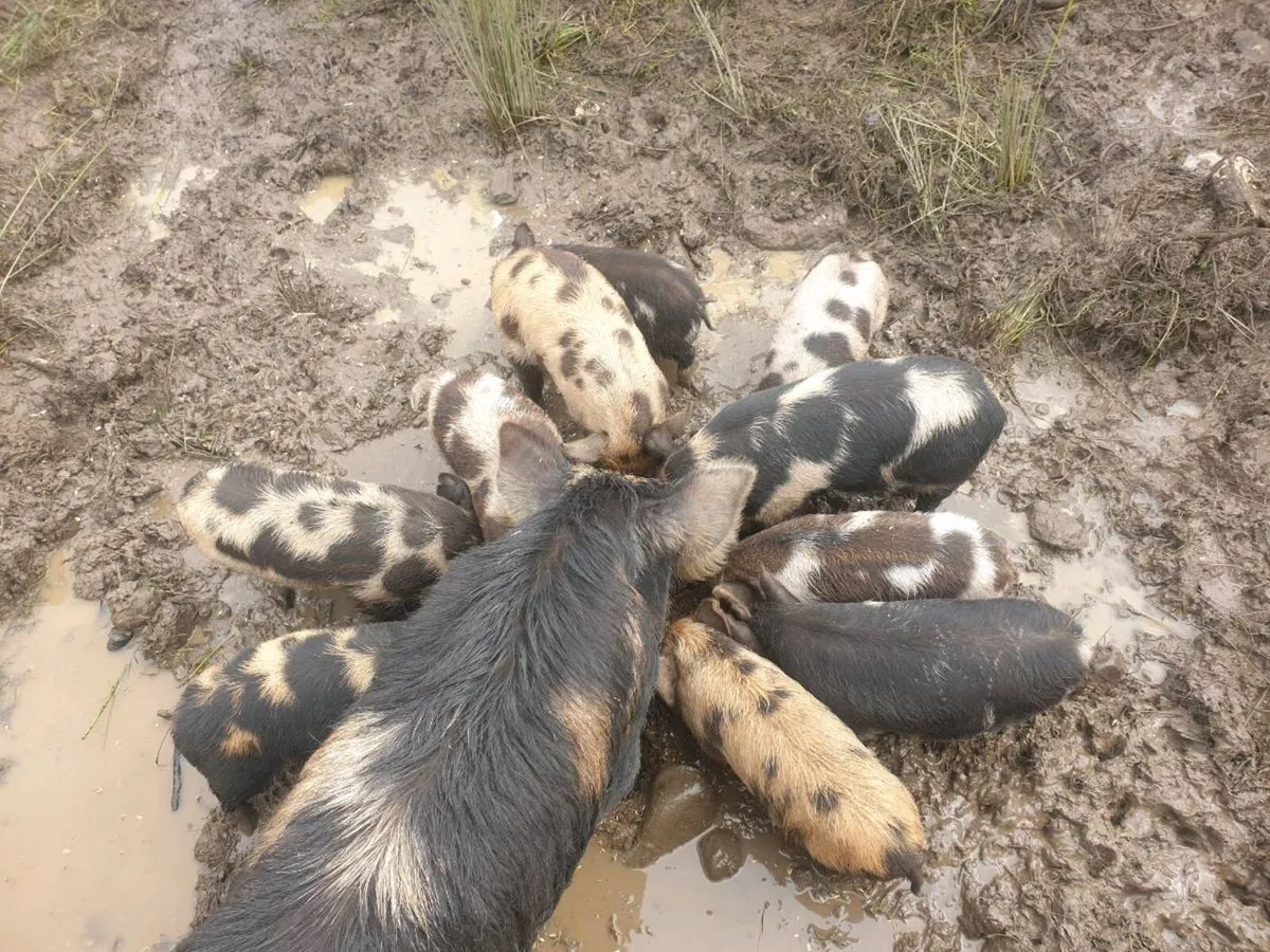 Kunekune piglets - Image 4