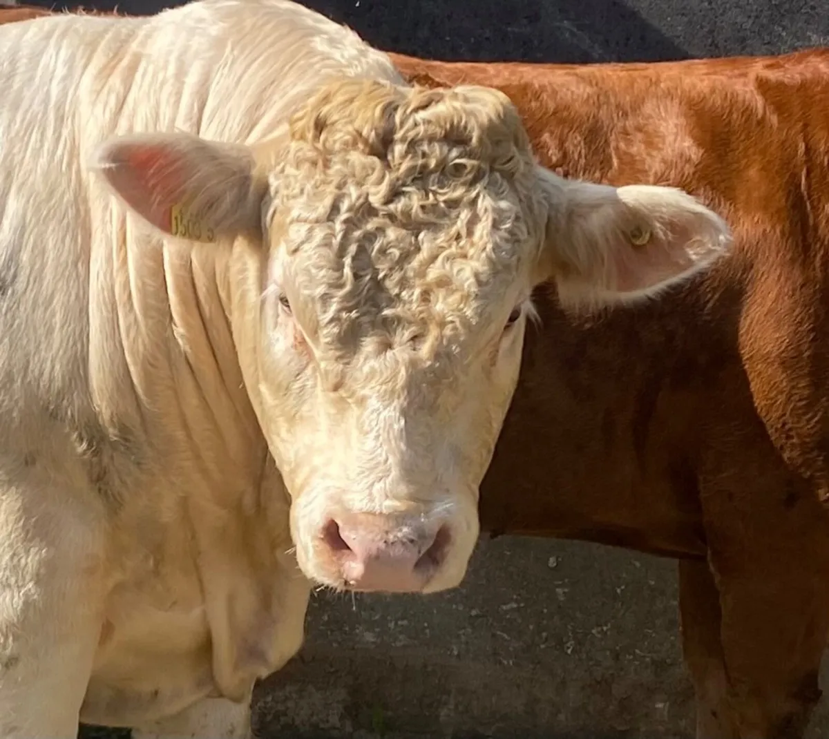 Charolais bull - Image 1