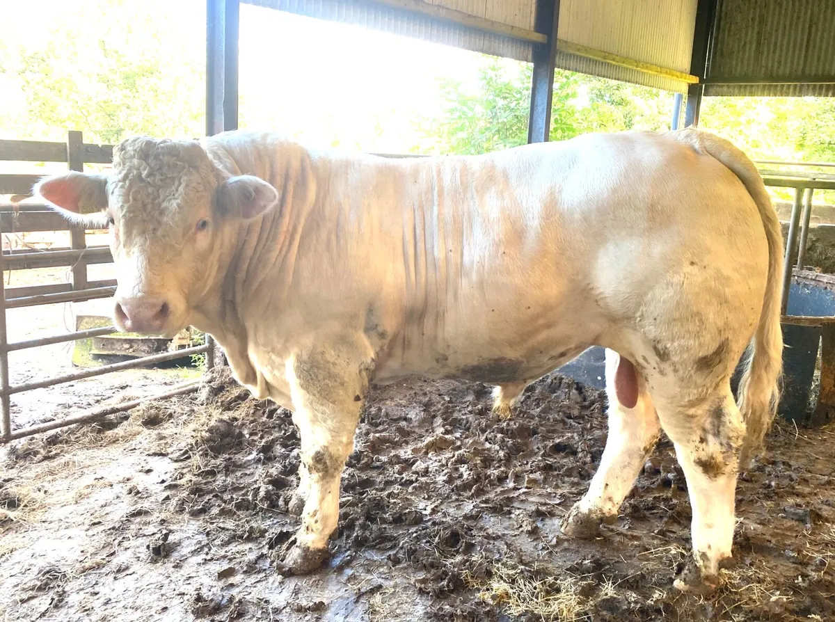 Charolais bull - Image 2