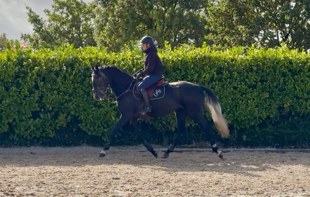 16hh 4yrs gelding - Image 1