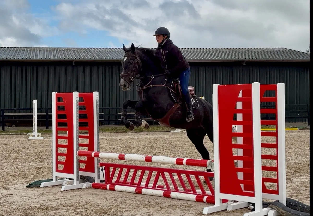 16hh 4yrs gelding - Image 2