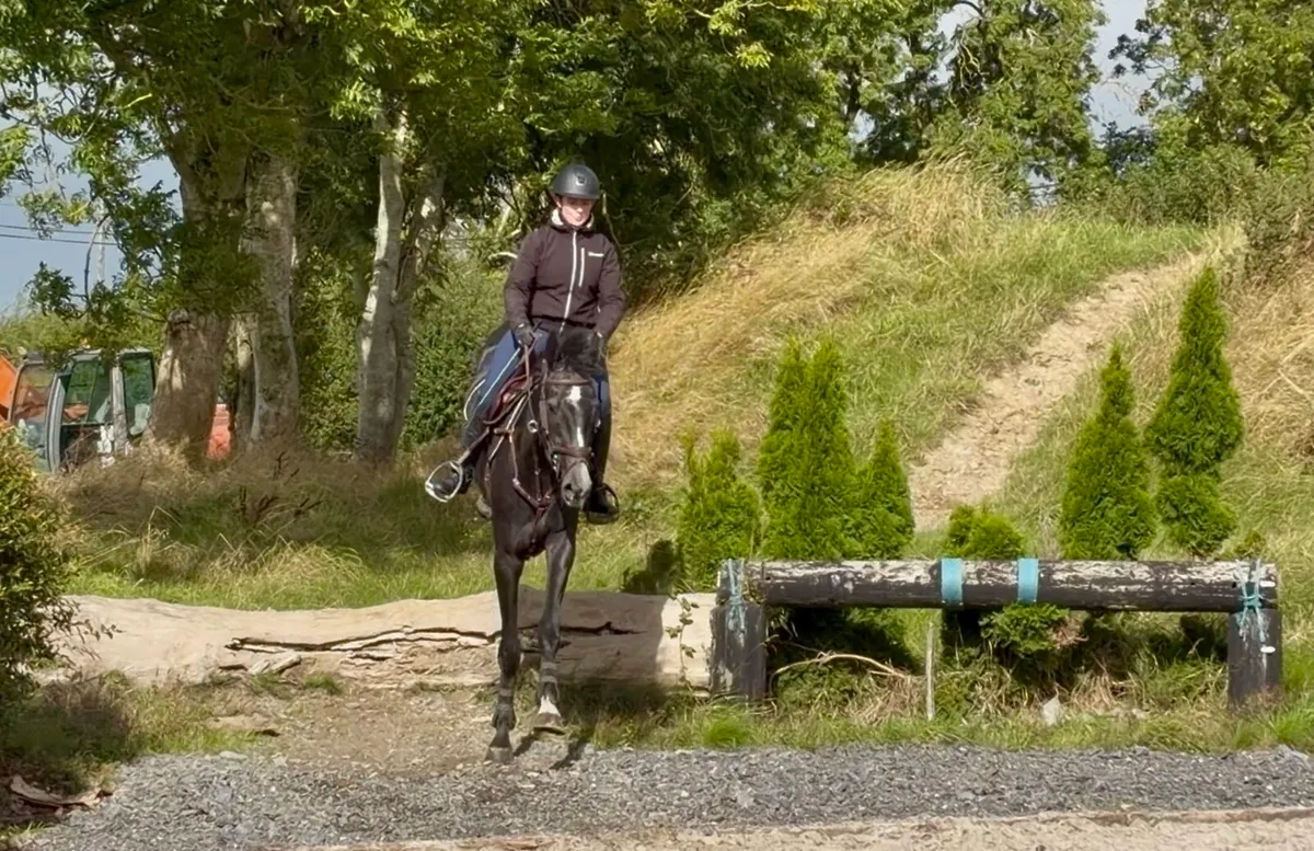 16hh 4yrs gelding - Image 3