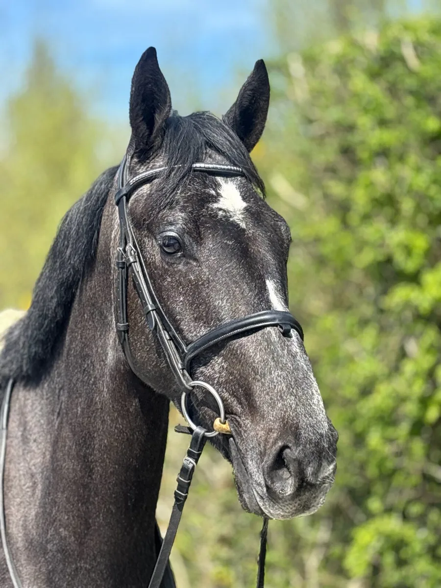 16hh 4yrs gelding - Image 4