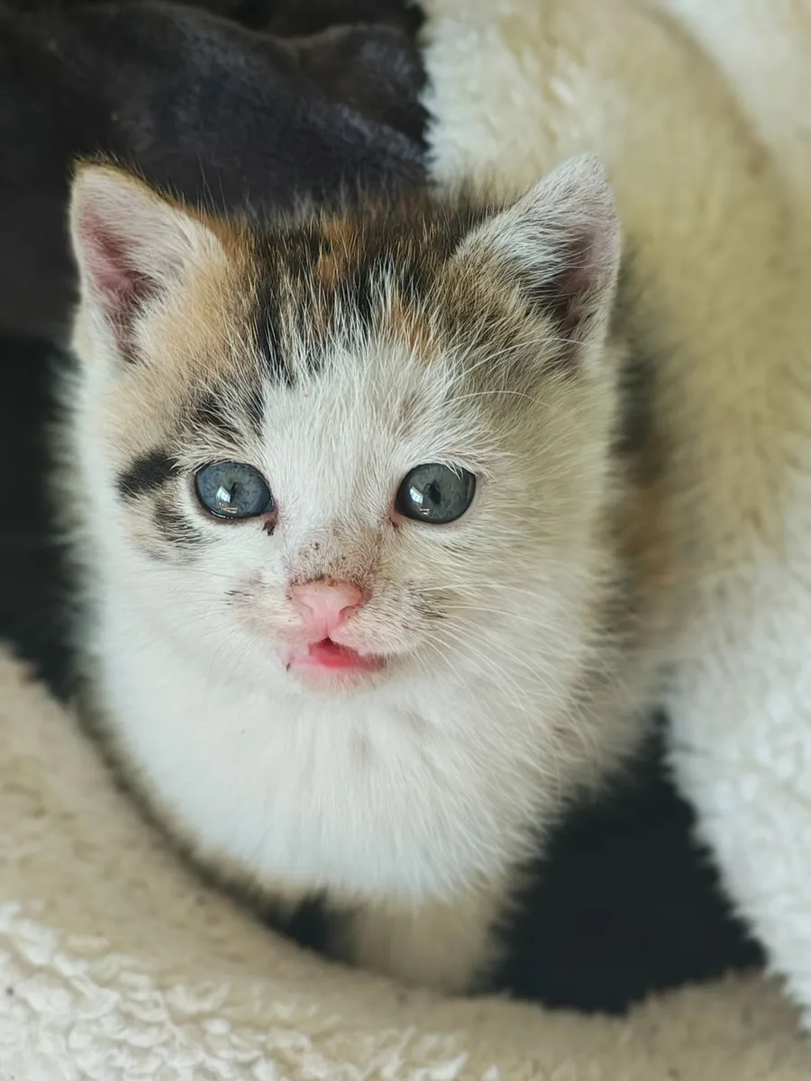 Kitten - Image 2
