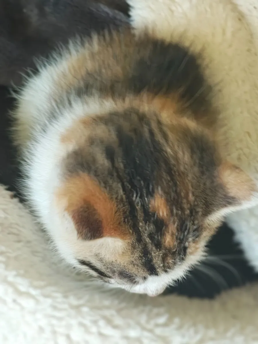 Kitten - Image 3