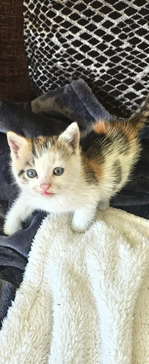 Kitten - Image 1