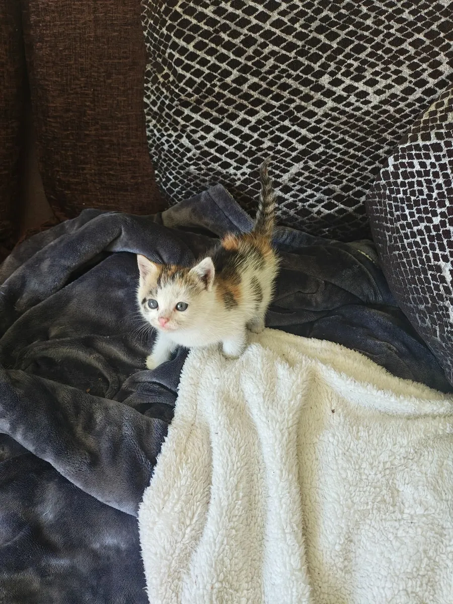 Kitten - Image 4
