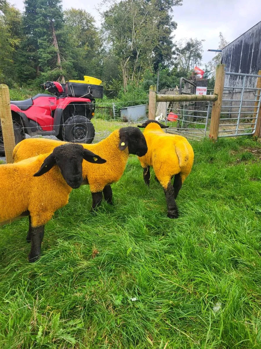 PEDIGREE RAMLAMBS - Image 4