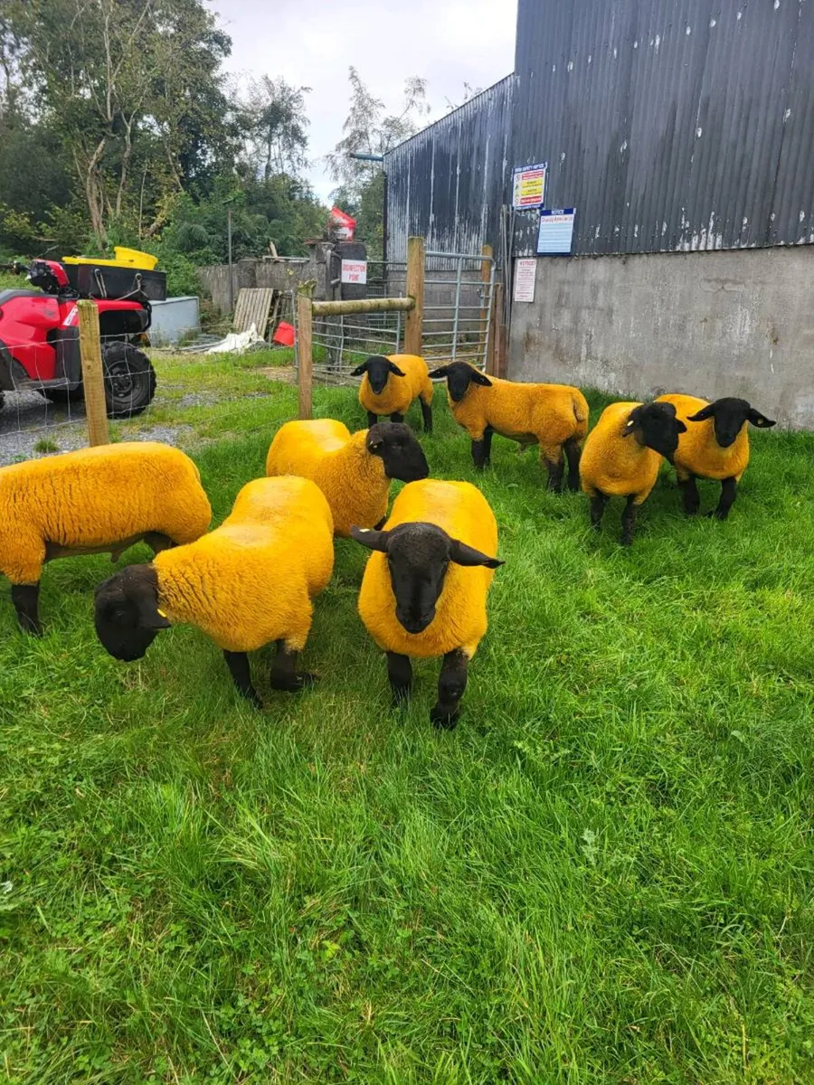 PEDIGREE RAMLAMBS - Image 1