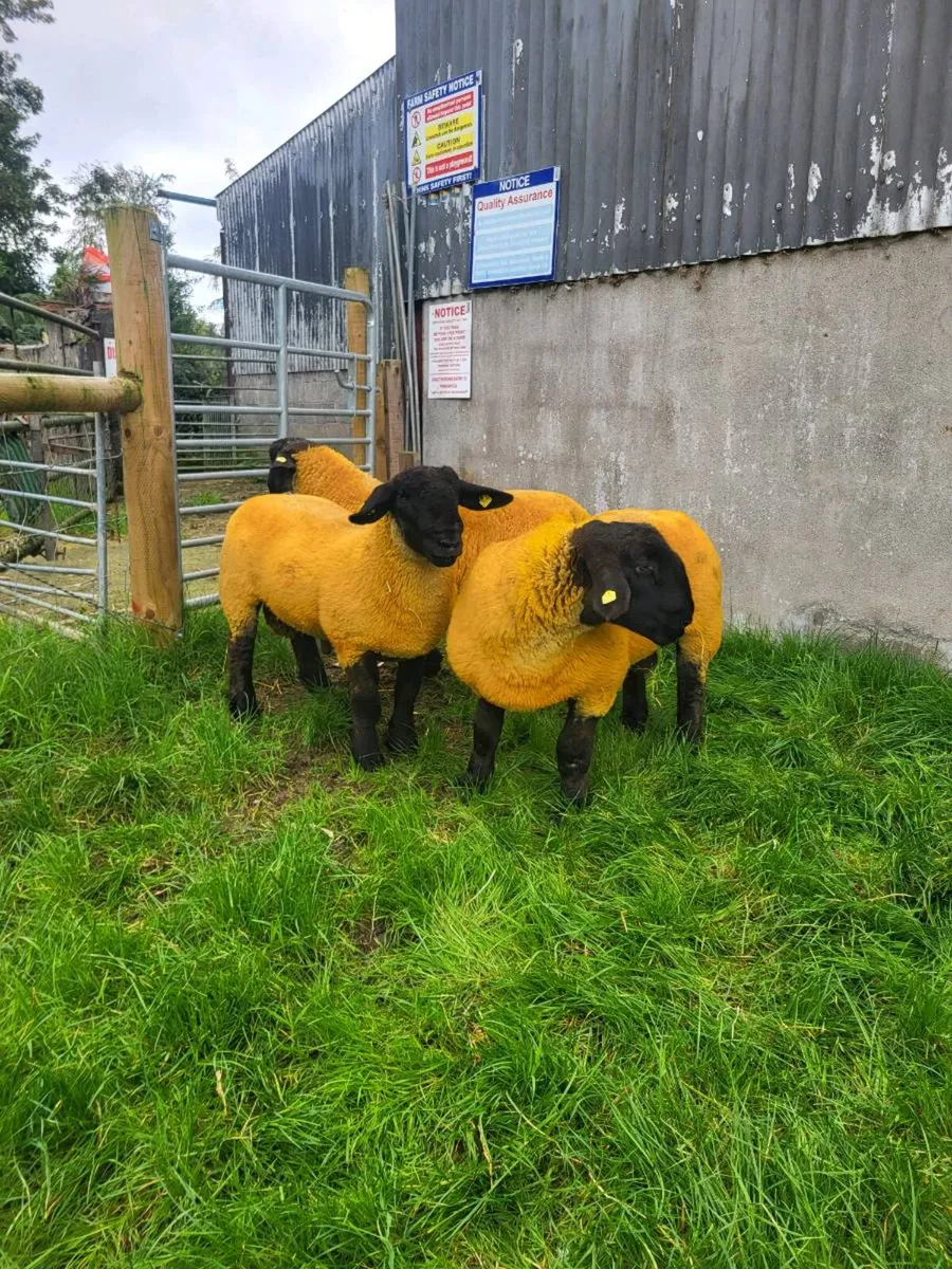 PEDIGREE RAMLAMBS - Image 2