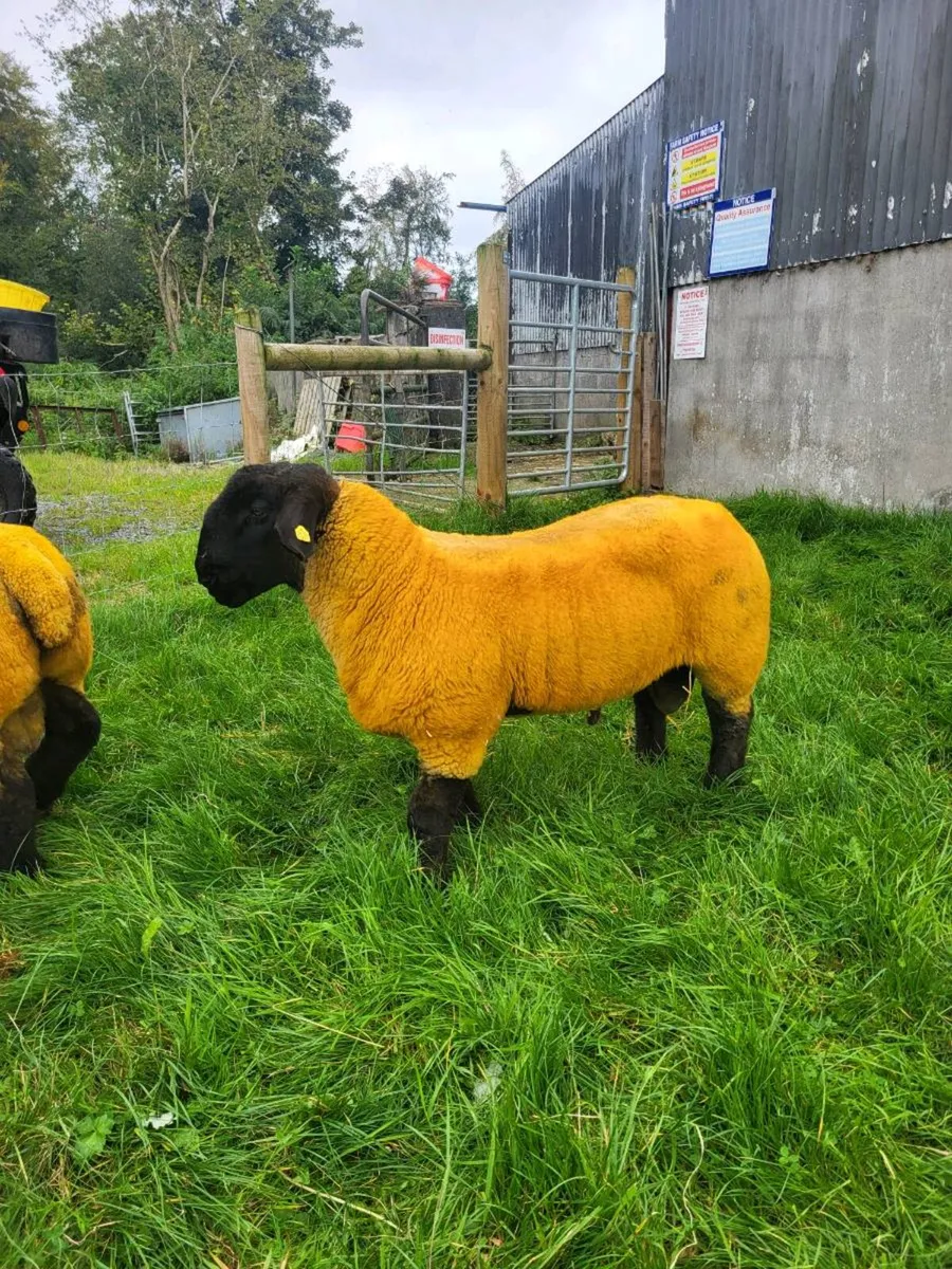 PEDIGREE RAMLAMBS - Image 3