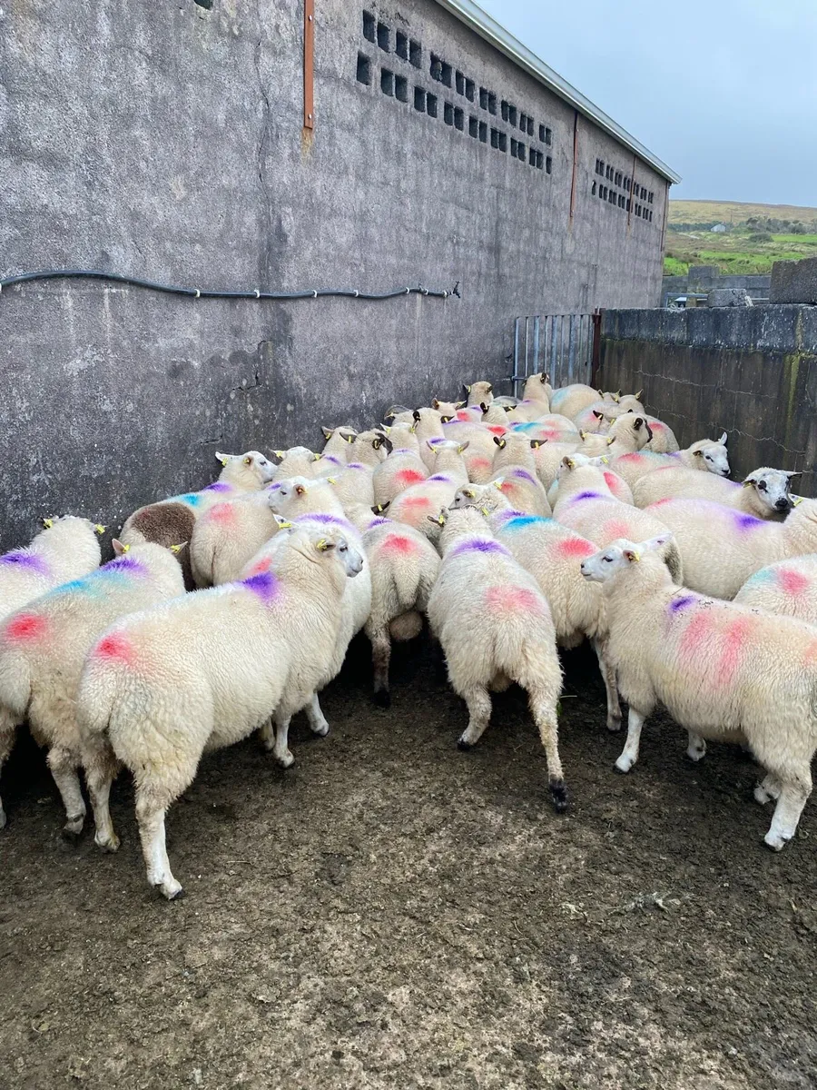 Ram lambs - Image 1