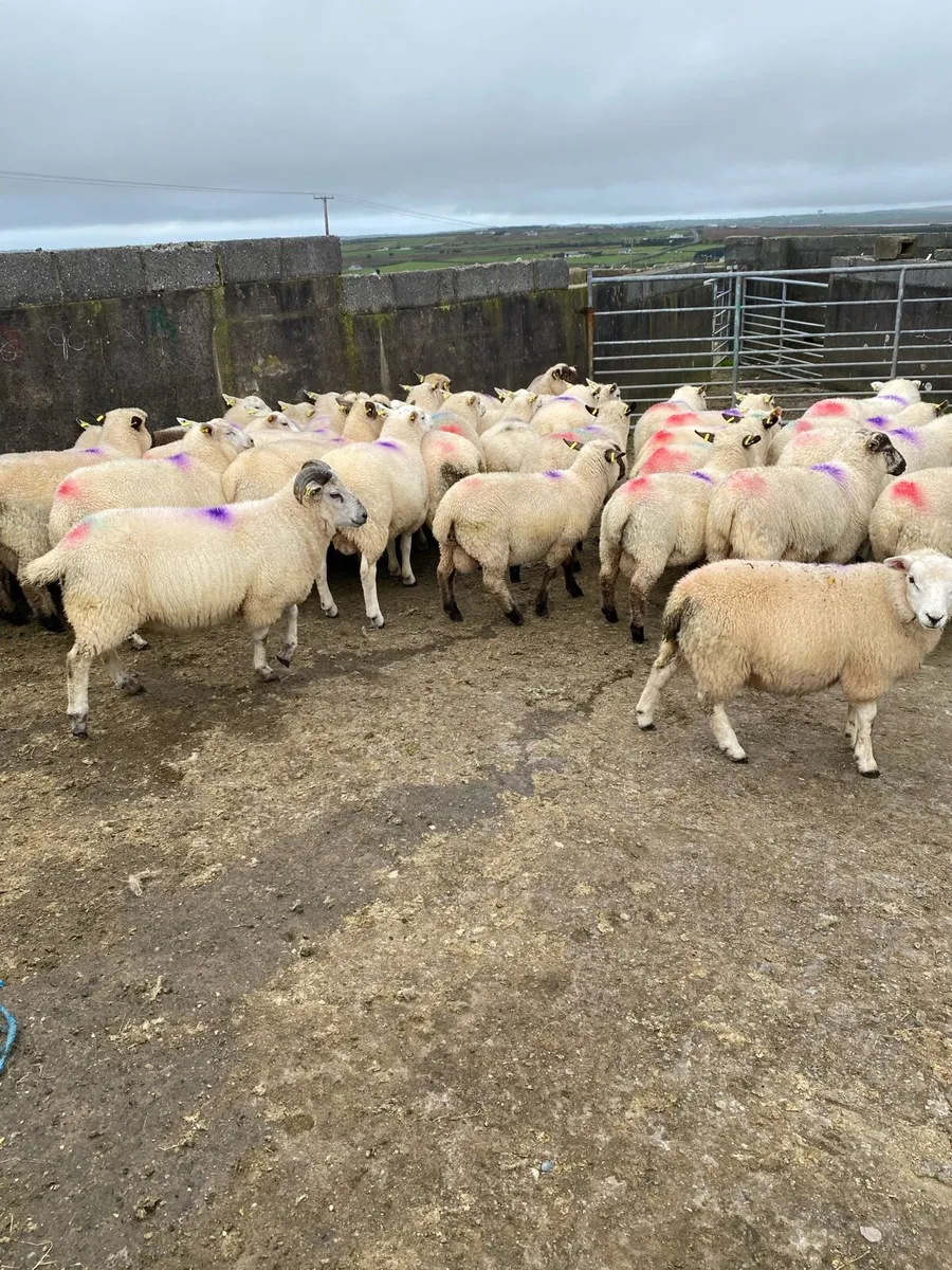 Ram lambs - Image 2