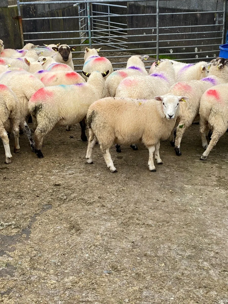 Ram lambs - Image 3