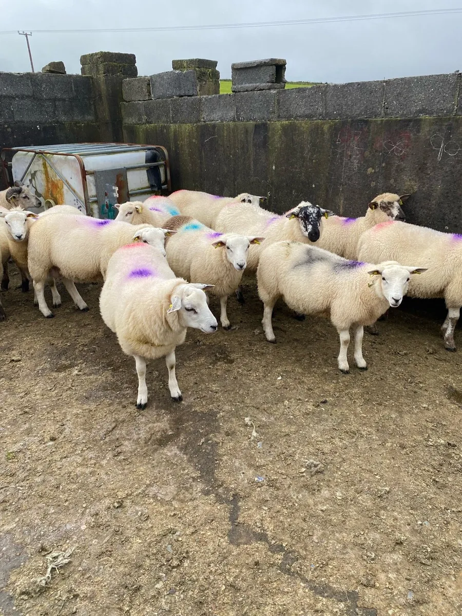 Ram lambs - Image 4