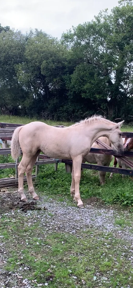 Palomino filly (Gort mart Saturday) - Image 1