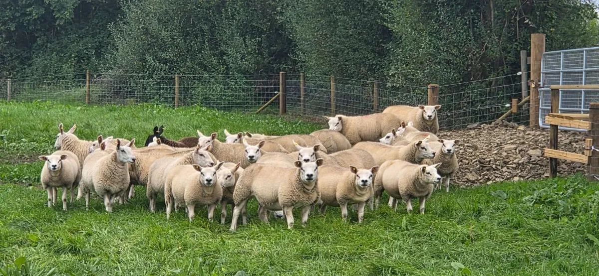 Sheep - Image 2