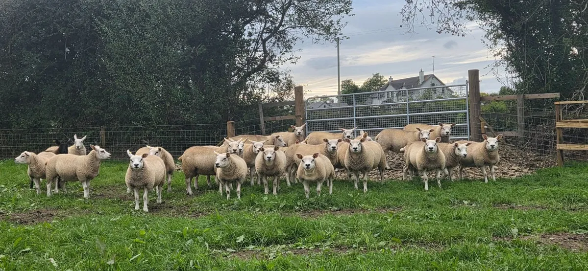 Sheep - Image 3