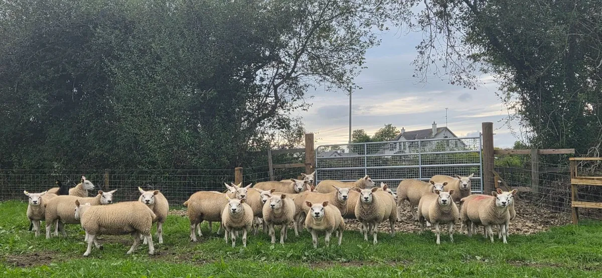 Sheep - Image 4
