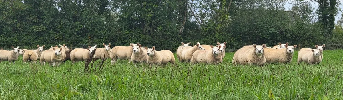Sheep - Image 1