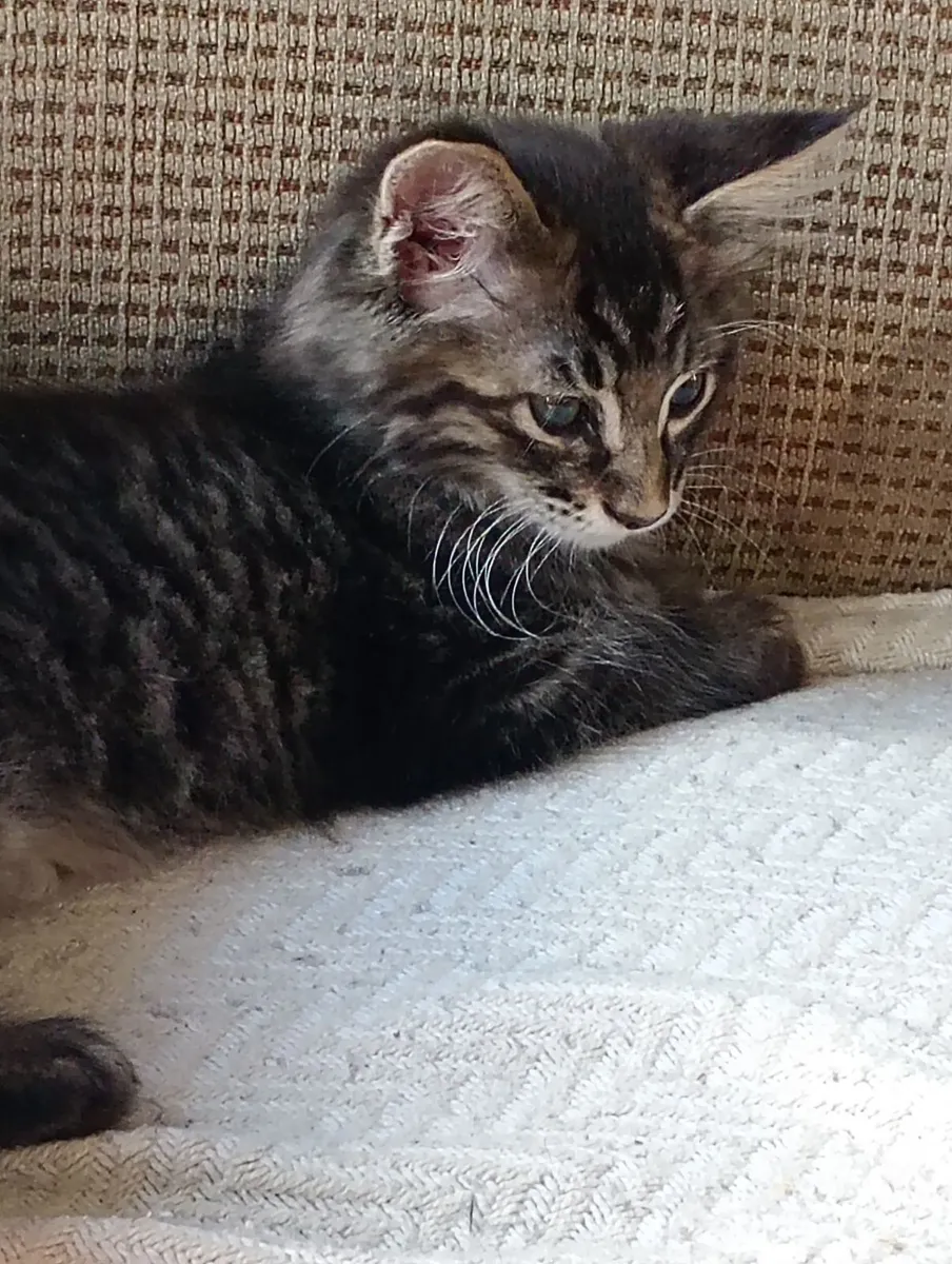Maine coon kittens - Image 3