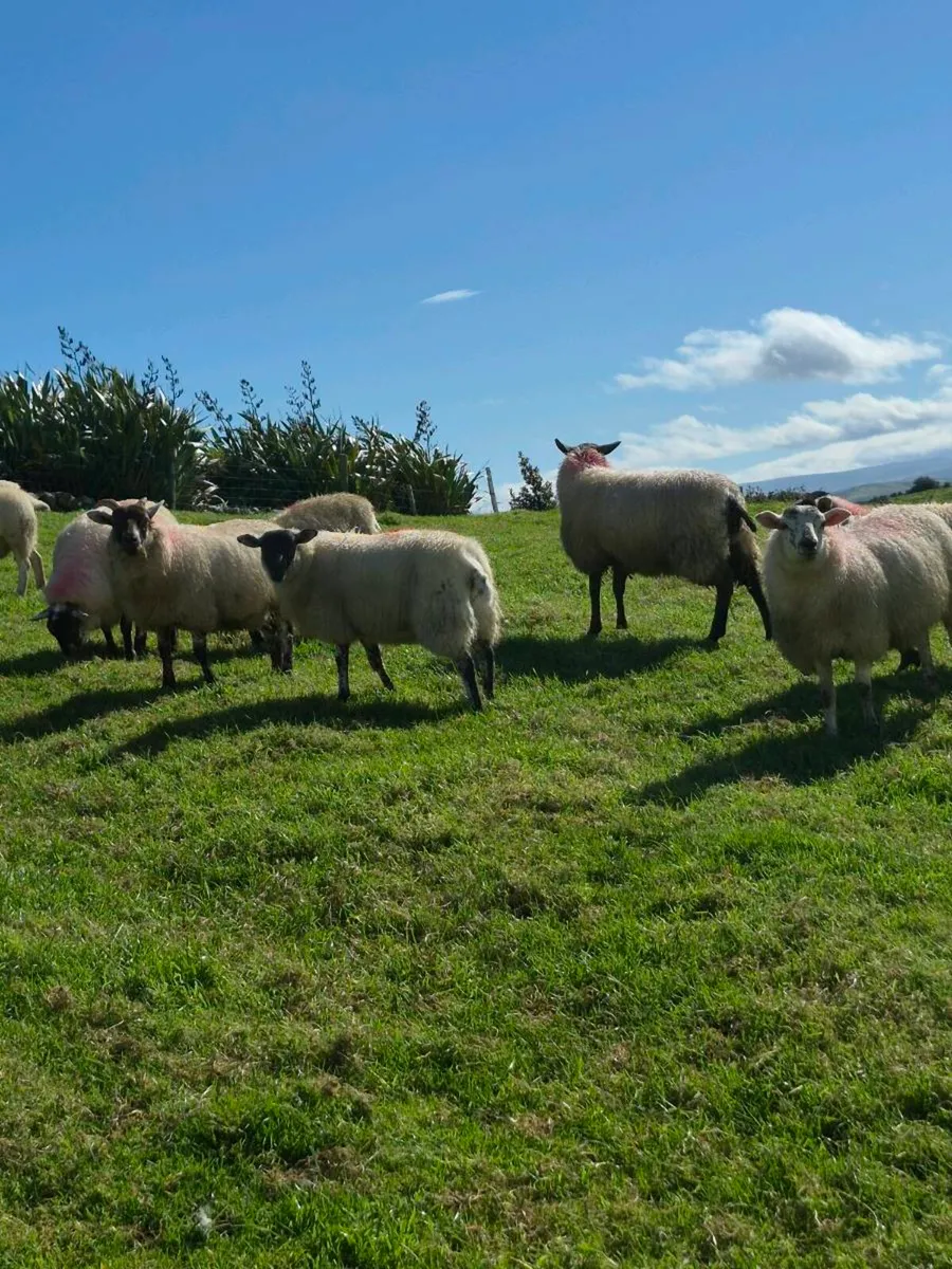 Ewe lambs - Image 2